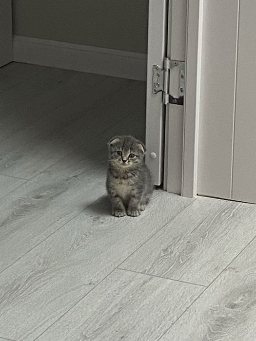 Продам вислоухи котенка