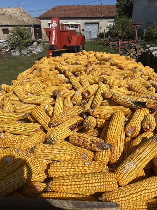 Vand porumb 1,2 lei kg