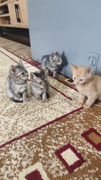 Отдам котят в хорошие руки