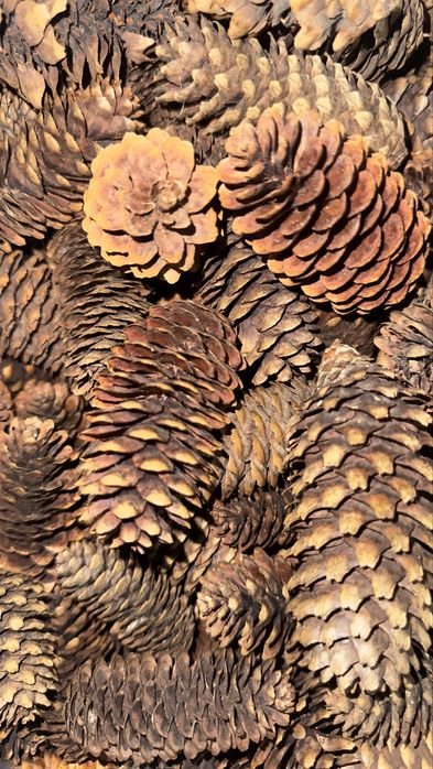 Шишки разных видов размеров