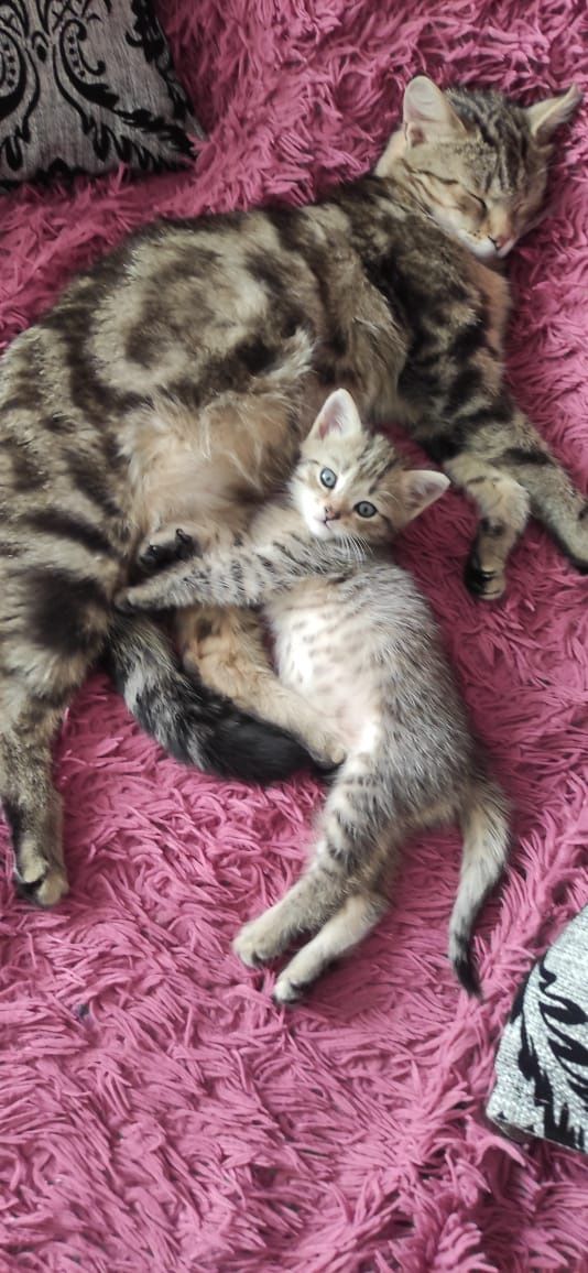 Котенка отдам даром