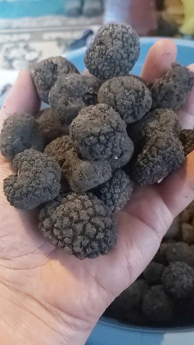 negre sub pamant ascunse greu de gasit doar cu ajutorul cateilor