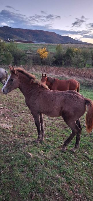 Женско конче на 6 месеца