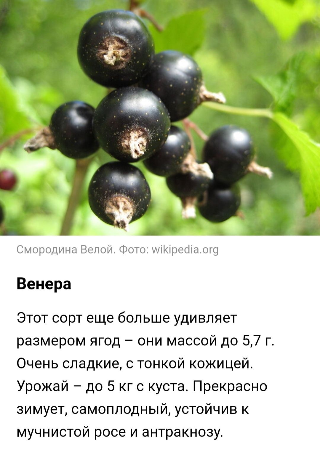 Продам саженцы смородины