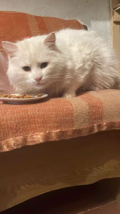 Отдам даром котика!