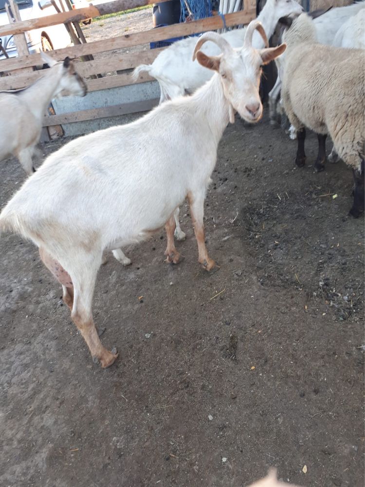 Capre “sanen” de vanzare