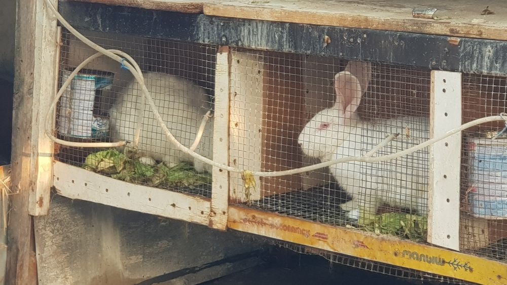 Продаю Великан кролик