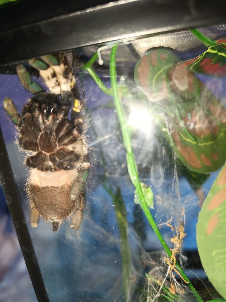 Тарантула Poecilotheria regalis женска