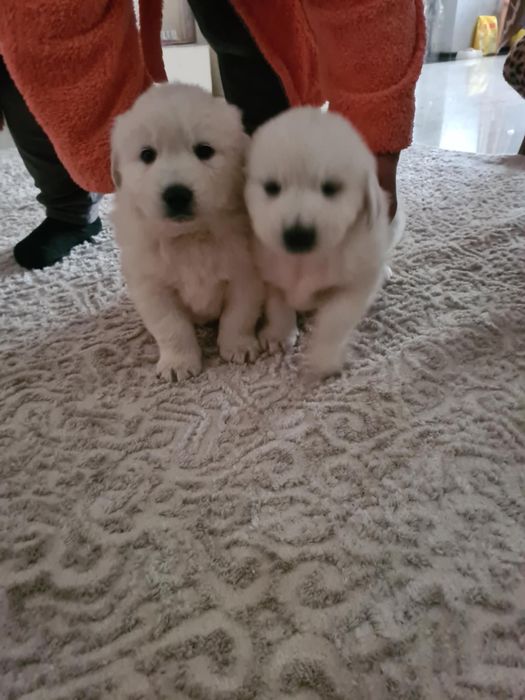 Doi pui superbi de Golden Retriever caută stăpâni iubitori!