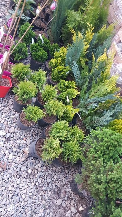 Placaj marmura 40x80