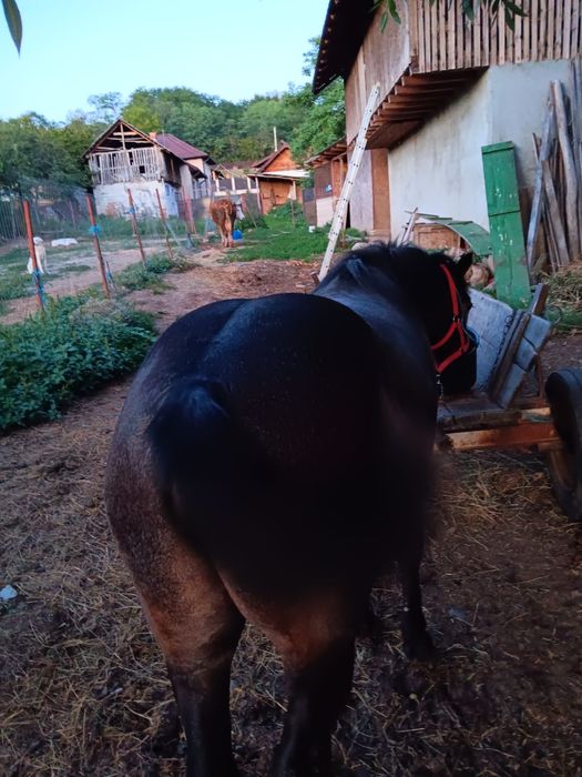Vand carlan varsta 1 an jumatate