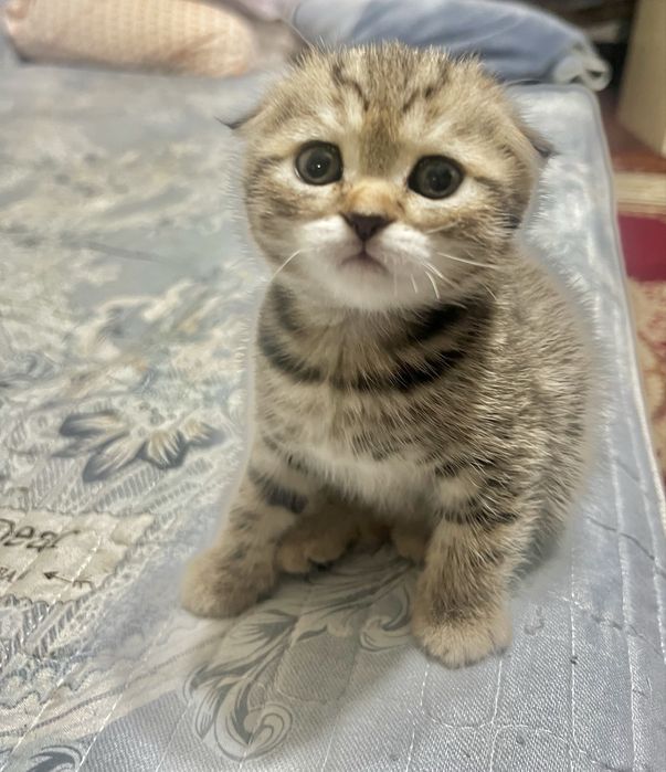 Шотланский Скоттиш фолд !