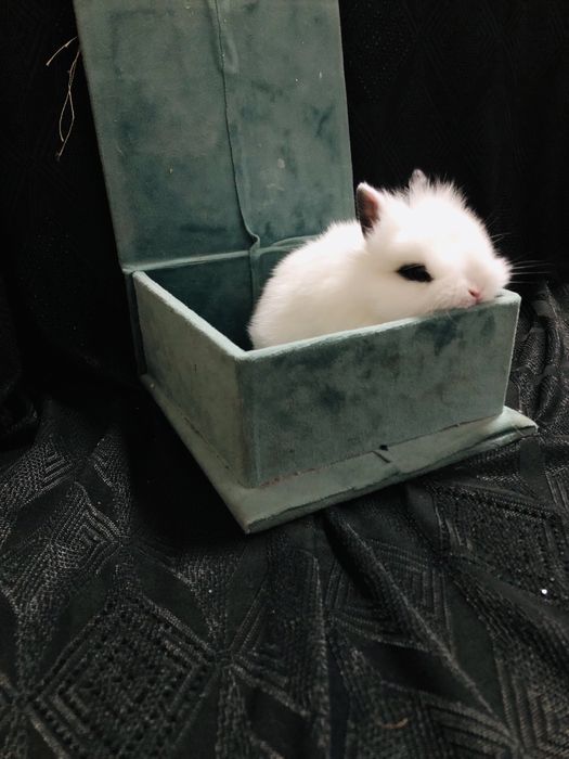 Karlik quyonchalar juda shirin va yoqimtoy