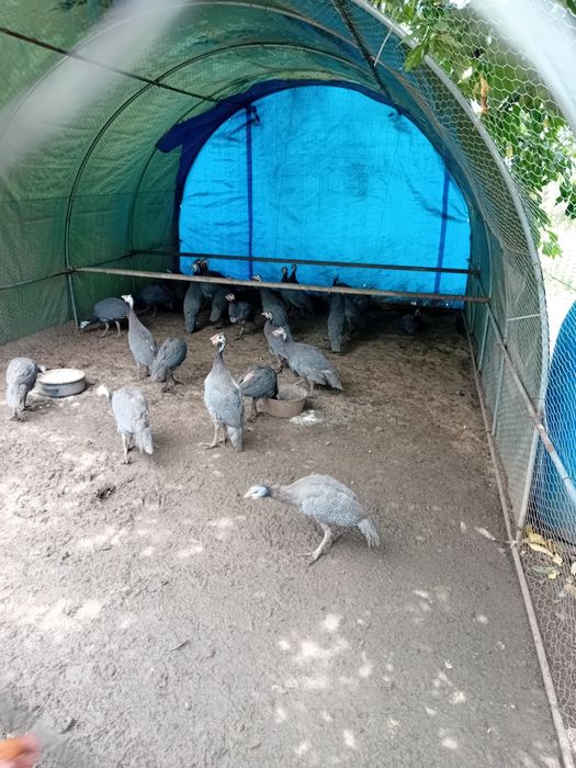 Bibilici de vânzare