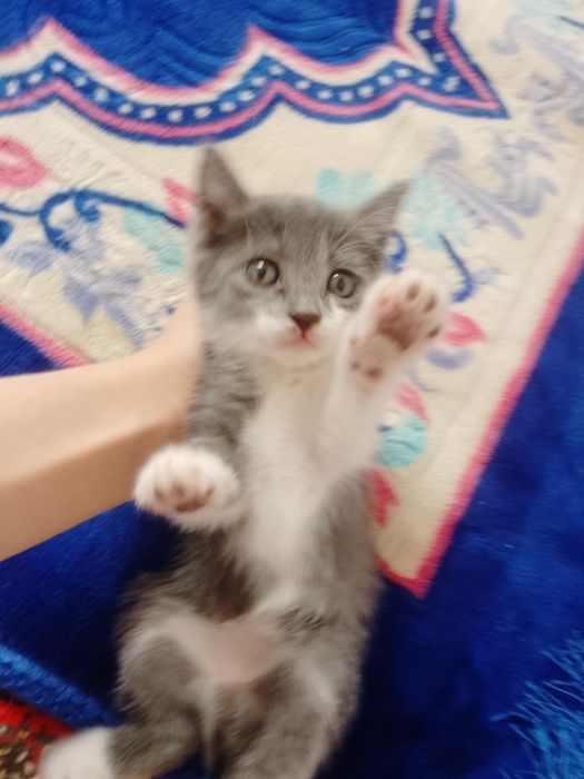 Mushukchalar beriladi