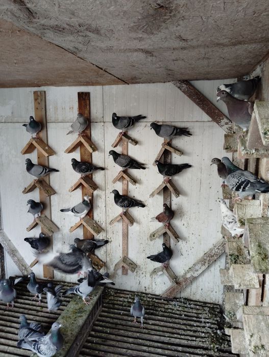 De vânzare porumbei voiajori