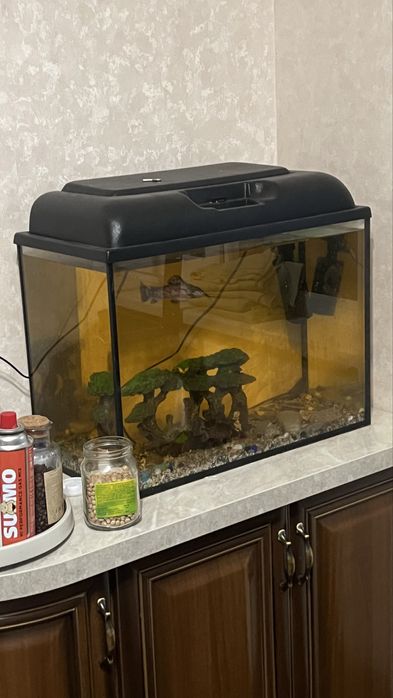 Продам аквариум 80 л с двумя сомиками