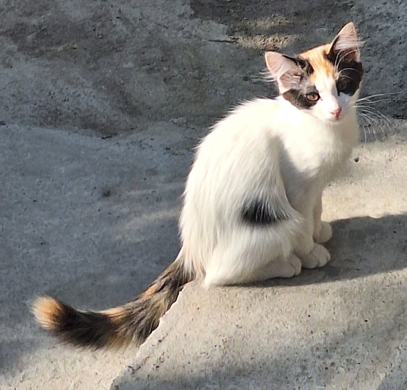 Отдам срочно двух котят от домашней кошки!