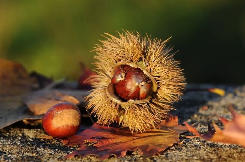 Castan soi productiv