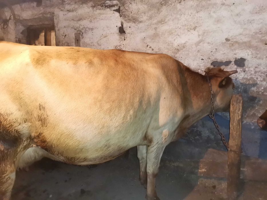 Прадаю каровы пакупайте не пажелеите