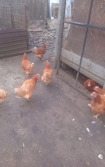 Vând gaini  de tara