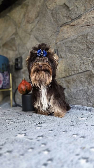 Шоколадов йоркширски териер