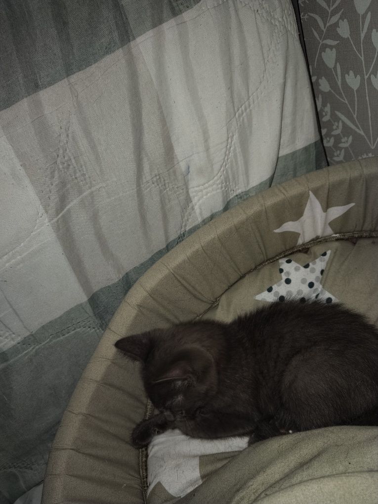 Котенок девочка ищет дом