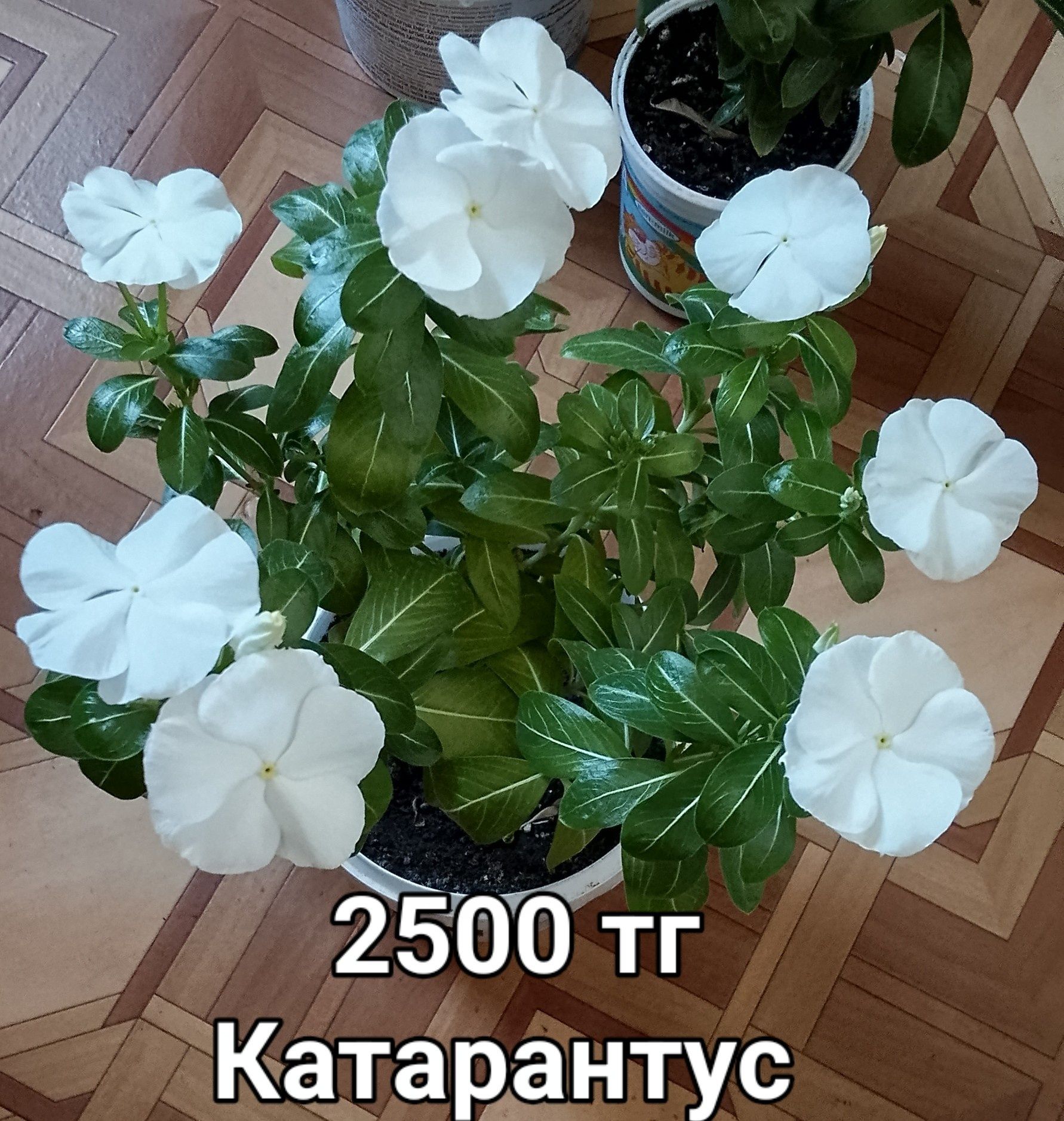Катарантус продаю.