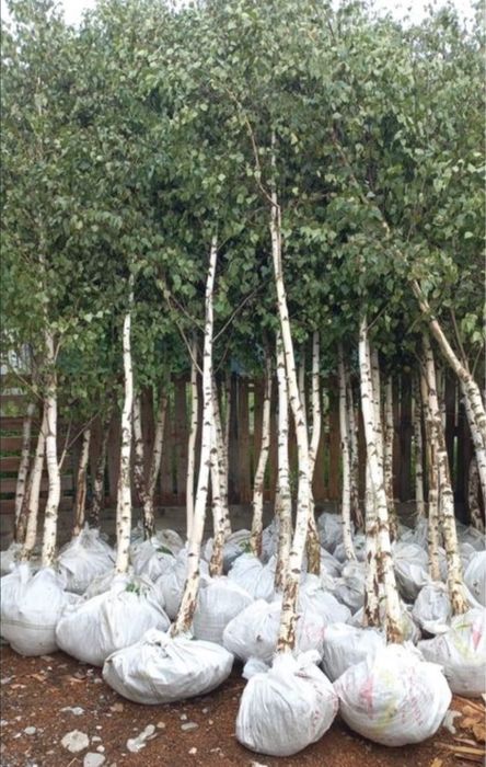 Mesteacan,tei, plantan  transport oriunde in tara