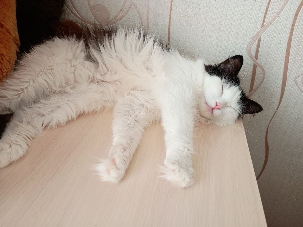 Кошечка ищет дом