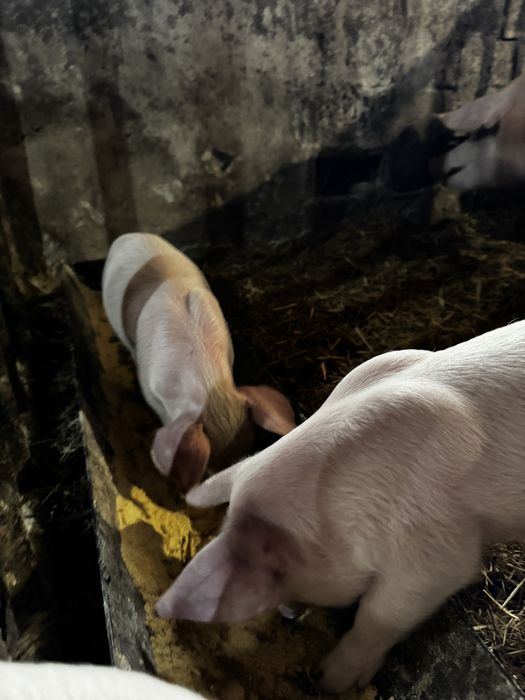 Продавам домашни прасета