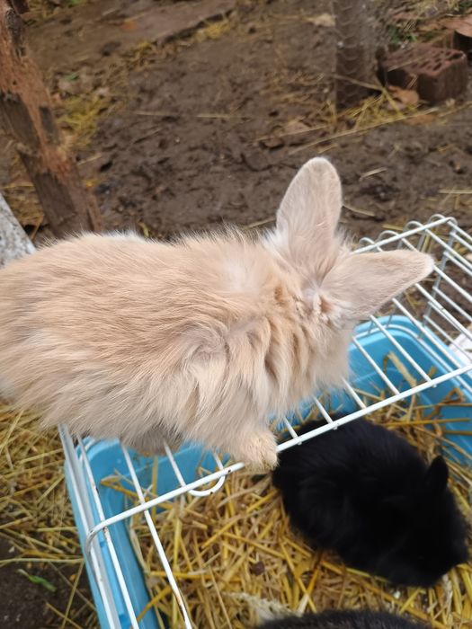 Iepurași cap de leu pitic