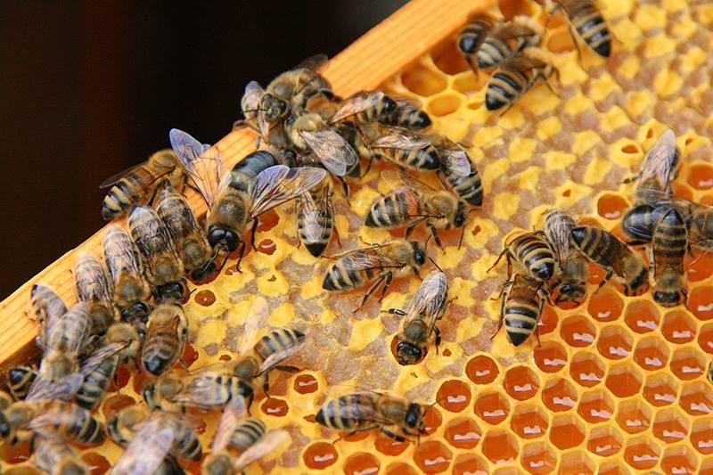 Produse Apicole (Miere polifloara-salcam-rapita-mana, preparat apicol)