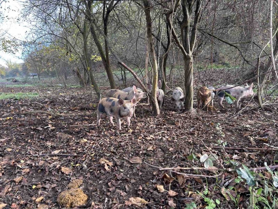 Домашни прасенца