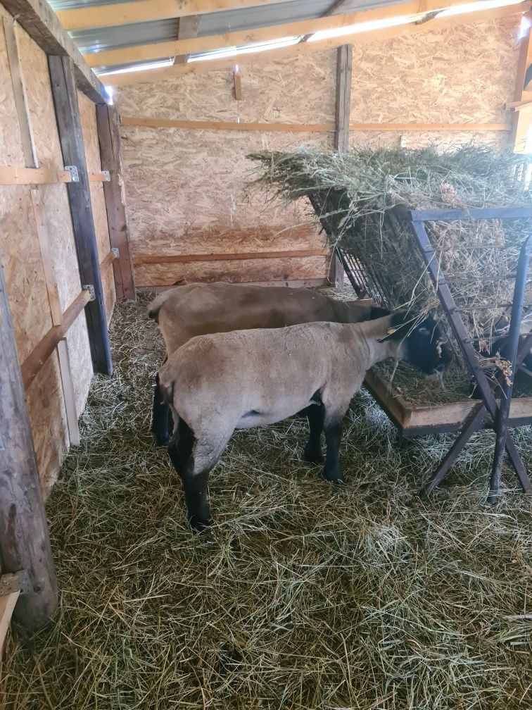Oi  Suffolk de vânzare