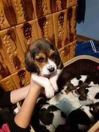 Catelus beagle cauta casuta