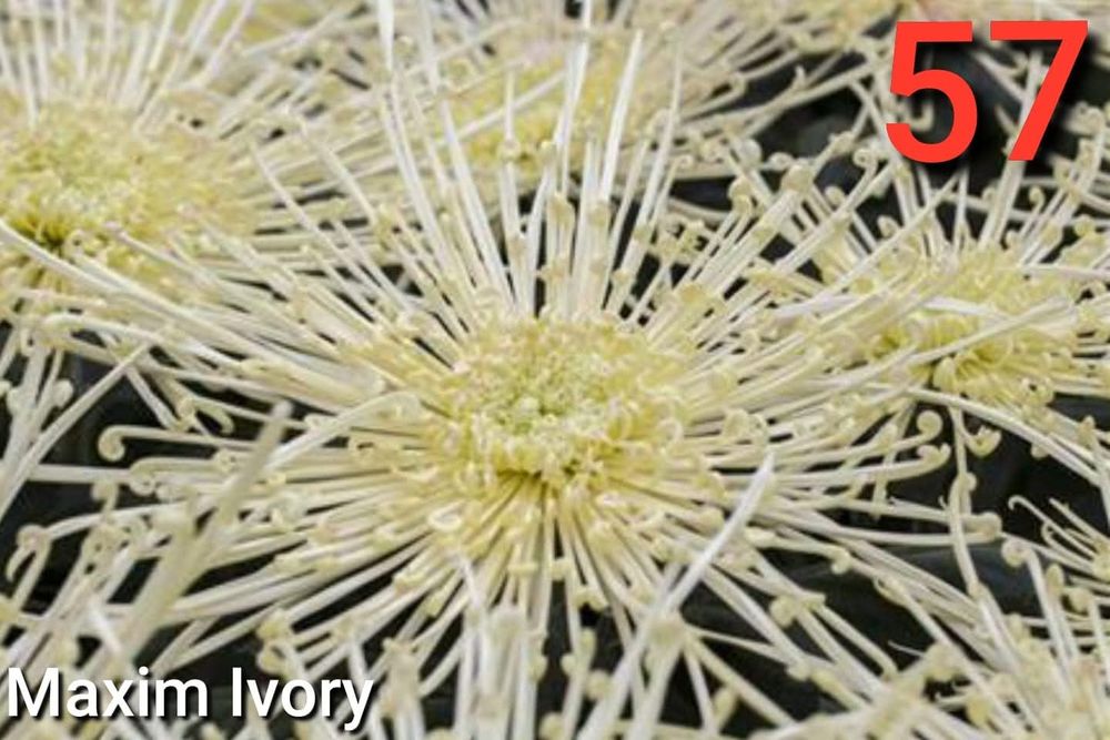 Хризантеми -7лв.бр.