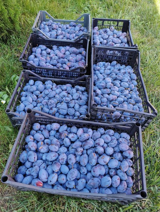 Vând livadă tânără pe rod