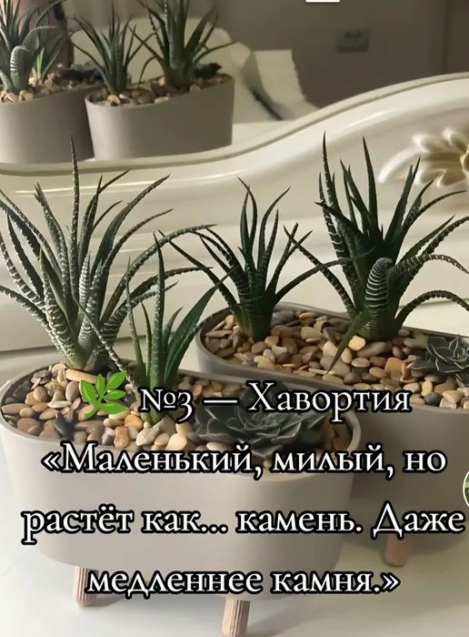 Продам кактус, одно растение 1200 тенге