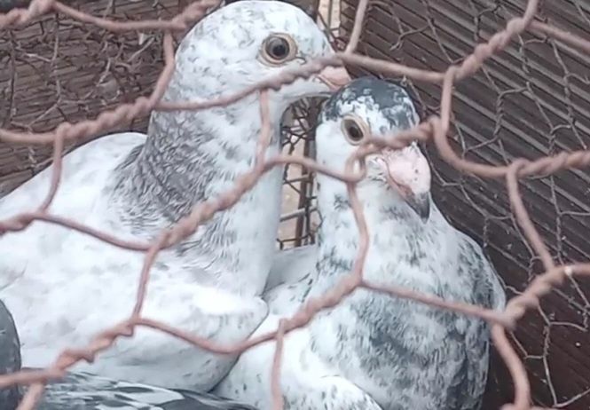 Vând porumbei voiajori standard fac schimb şi cu pui de voiajori albi