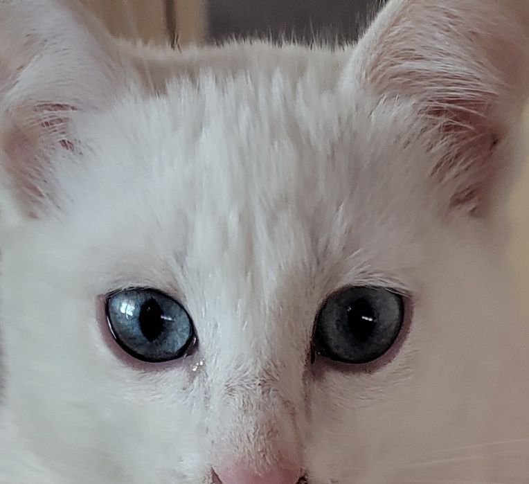 Бели котета, 4 мес.