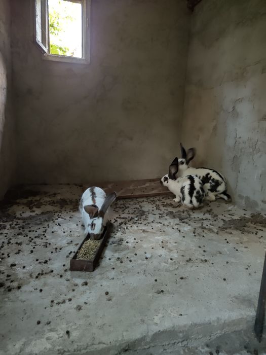 Продавам зайци пеперуди месни