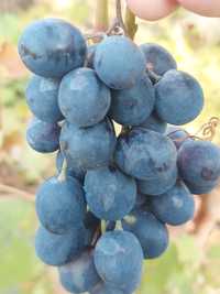 Продам саженцы культурного винограда