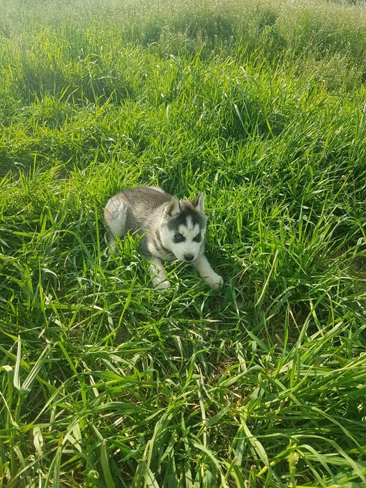 Mascul Husky cu ochi albaștri