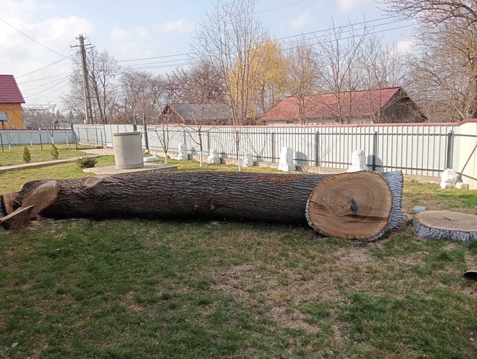 Vând stejar lungime de 6 metri