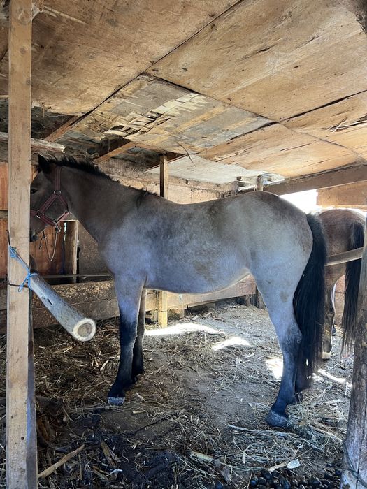 Vând mânză de 1 an și jumătate