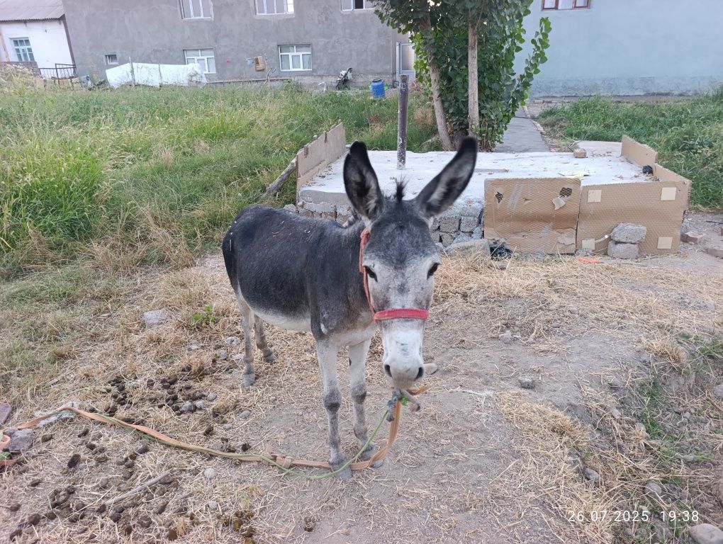 Eshak sotiladi yoshi 5 yosh atrofida Aravaga yuradi yaniy uchadi .Erka