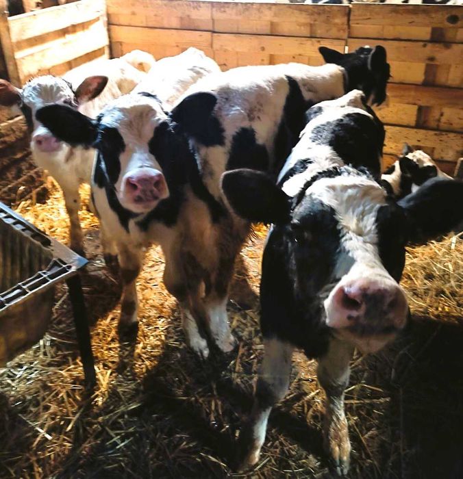 Прясно ТЕЛЕШКО месо, предстоящо клане!!