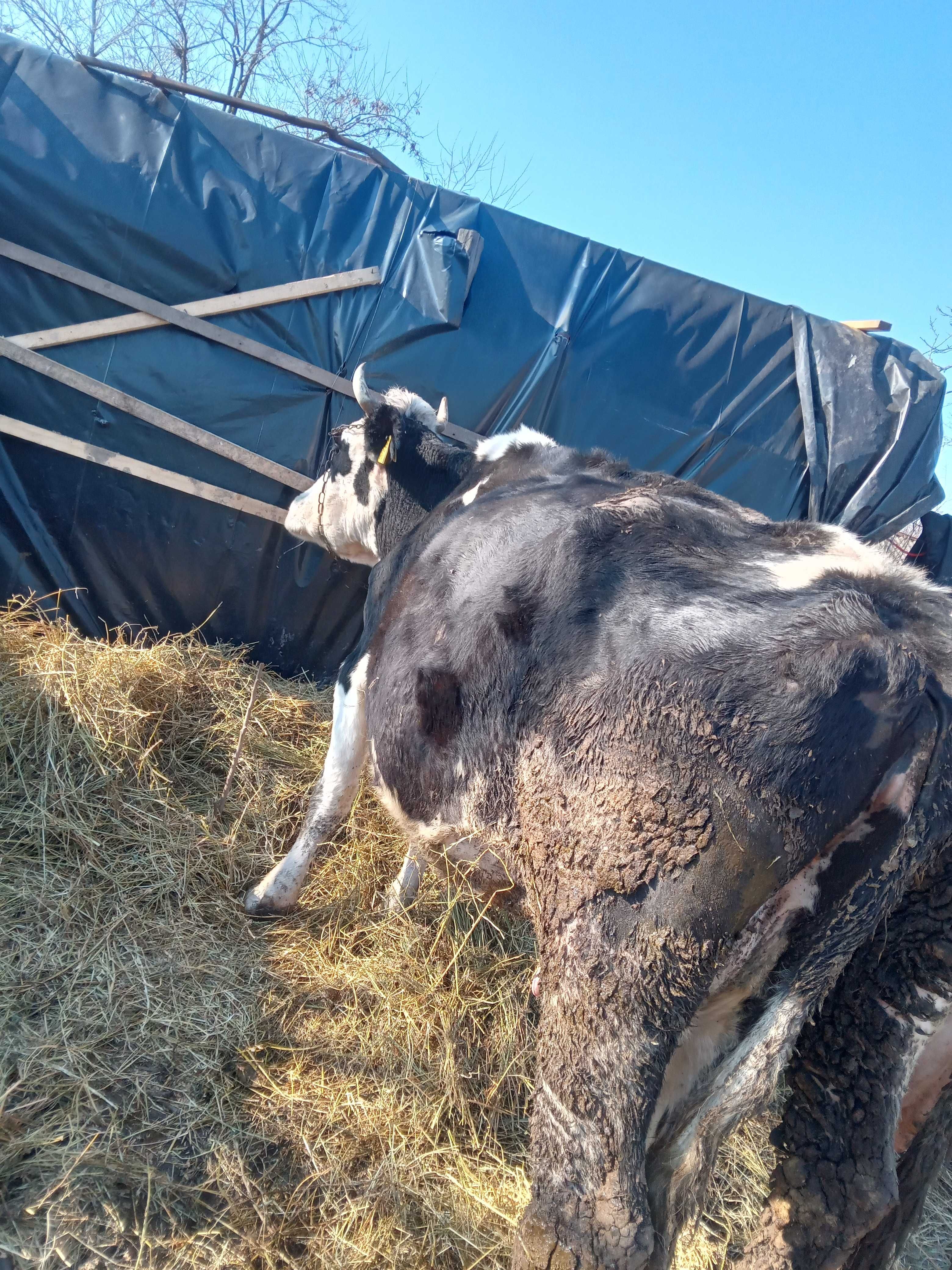 Vand vaca impreuna cu vitel de aproximativ o luna