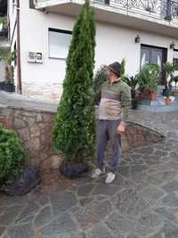 Fă-ți curtea frumoasa cu plante crescute în România